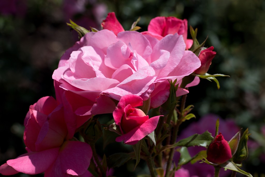 rozen roos rosa hdr natuur bloem bloemen cultivars cultivar rosaceae tuin rozentuin valentijn liefde